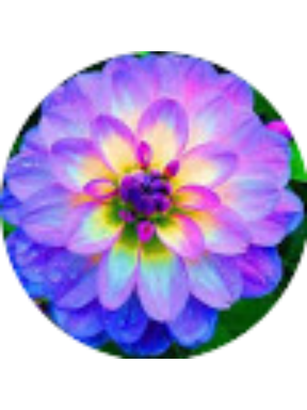 Photo of Faiza Akter