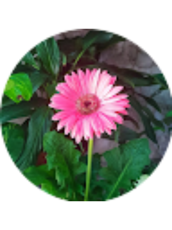 Photo of MARIA DEL CARMEN MARTINEZ LOPEZ