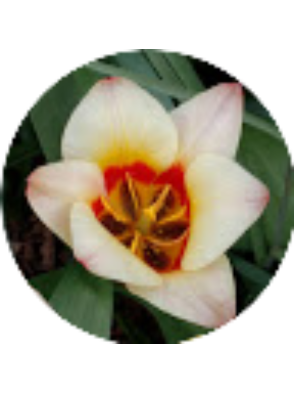 Photo of Kiana Fernandes