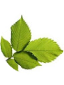 Picture of epictinyleaf
