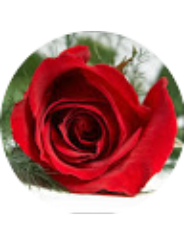 Photo of Saynur Yavuz