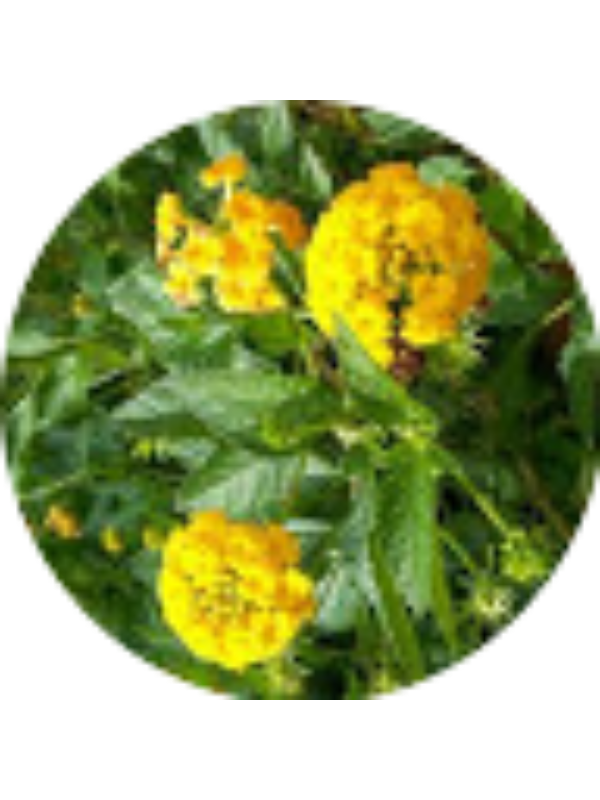 Photo of Cristina Catania