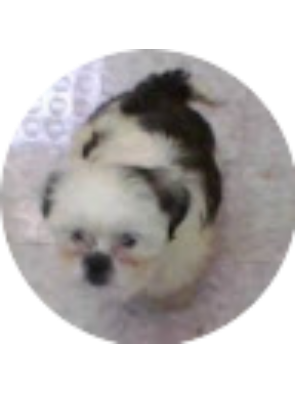 Photo of Allison Lopez