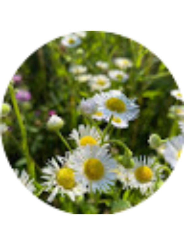 Photo of Marion Sturkie (SHFA)