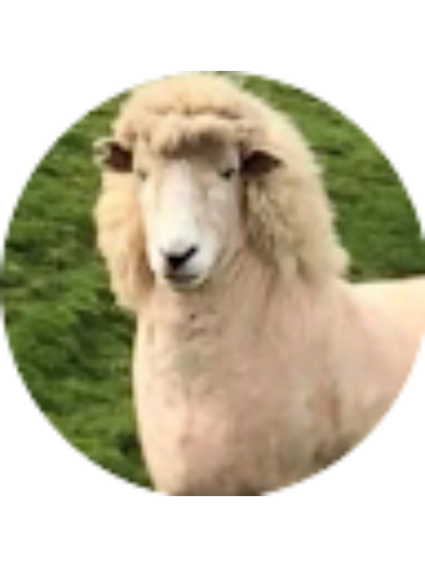 Photo of Calais Botica