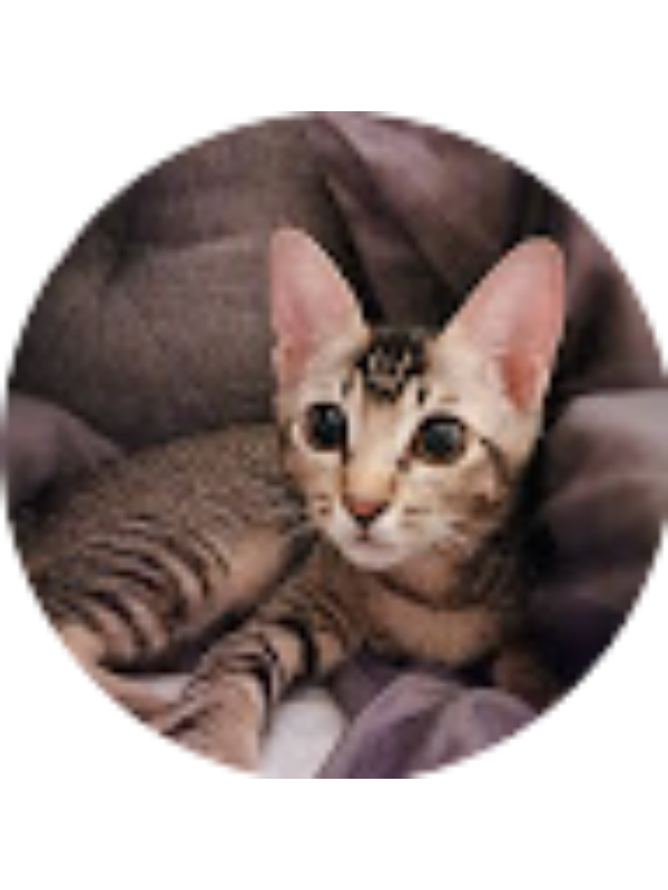 Photo of Xander Karan