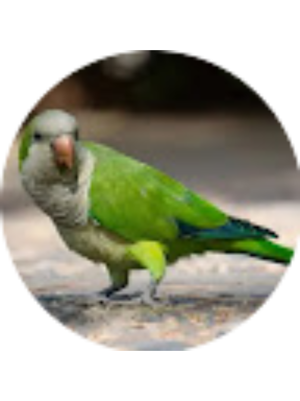 Photo of Lazaro Renner