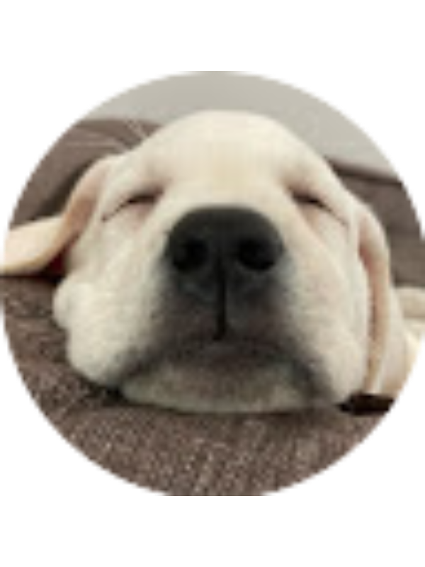 Photo of puppy556678