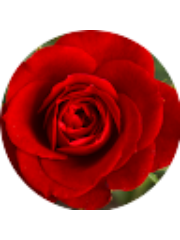 Photo of REESE FURBUR