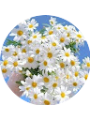 Picture of Asuman K&Ouml;K