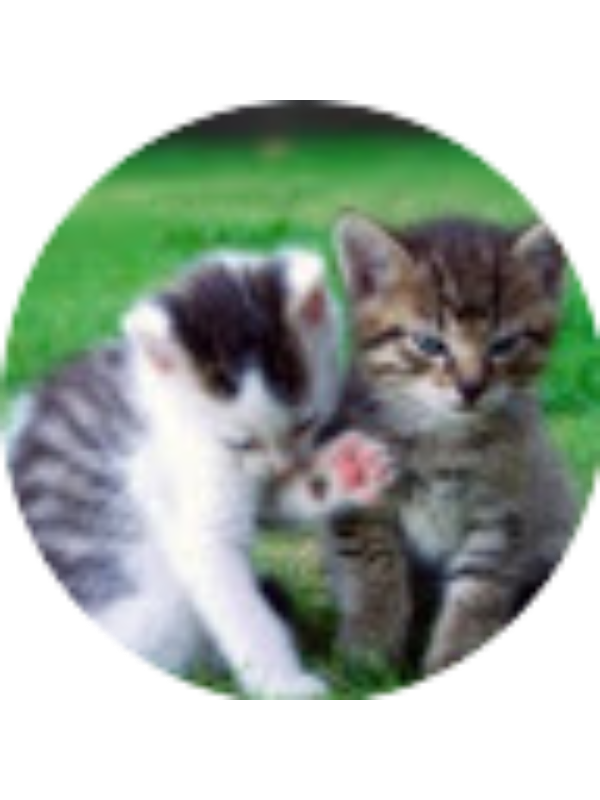 Photo of Manuela Lopes