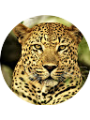 Picture of Marius Ipiroti