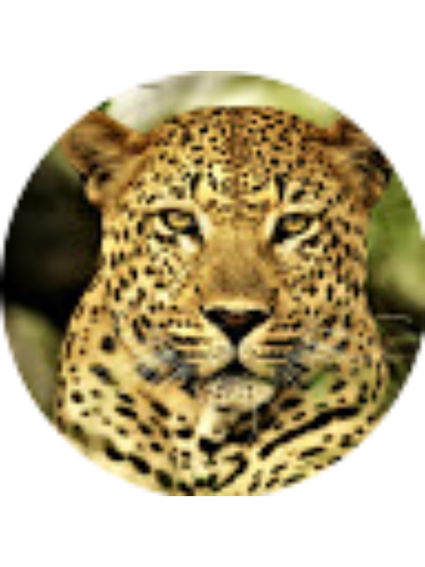 Photo of Marius Ipiroti