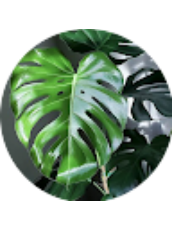 Photo of Makhai Ashton-Bellamy