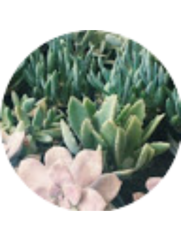 Photo of Aditi Srivastava