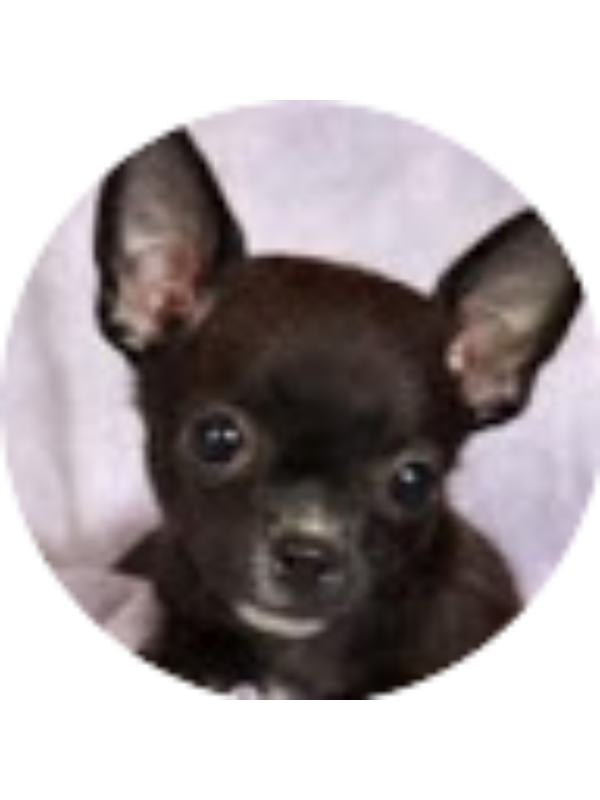 Photo of Violet Figueroa